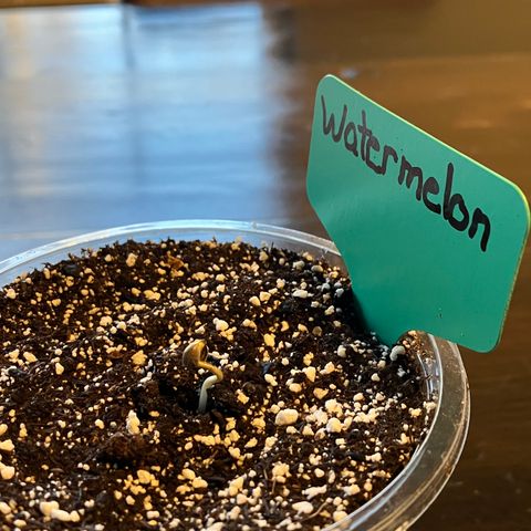 Watermelon Automatic growlog timeline photo