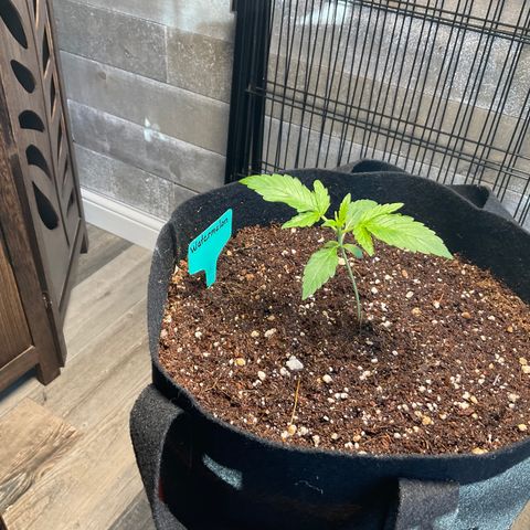 Watermelon Automatic growlog timeline photo