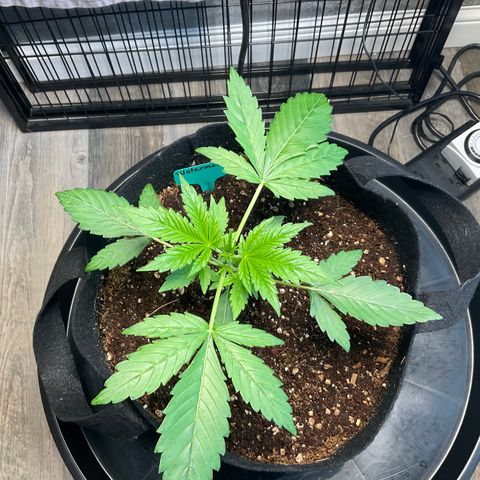 Watermelon Automatic growlog timeline photo