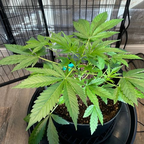 Watermelon Automatic growlog timeline photo