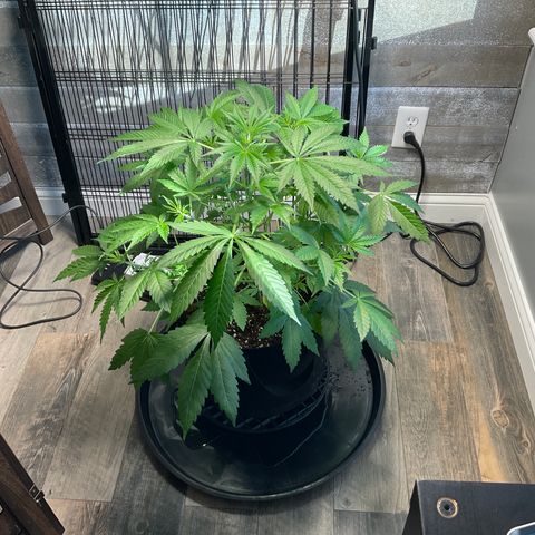 Watermelon Automatic growlog timeline photo