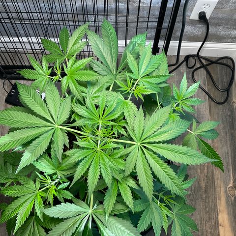 Watermelon Automatic growlog timeline photo