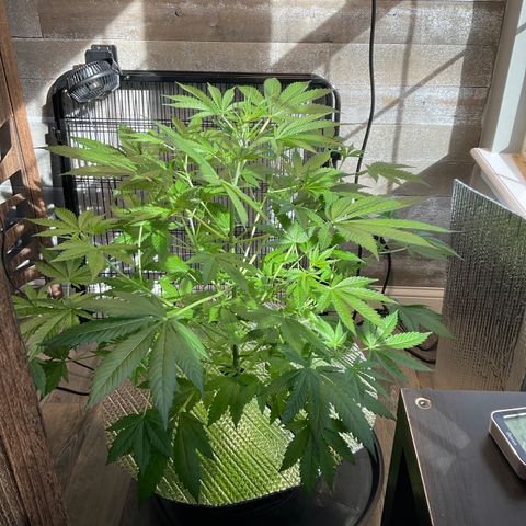 Watermelon Automatic growlog timeline photo
