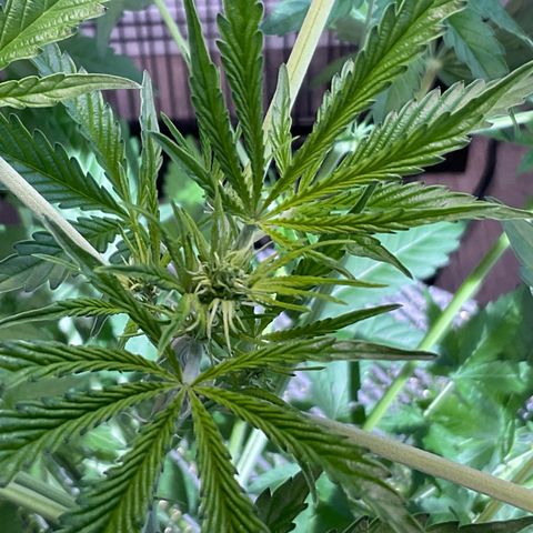 Watermelon Automatic growlog timeline photo