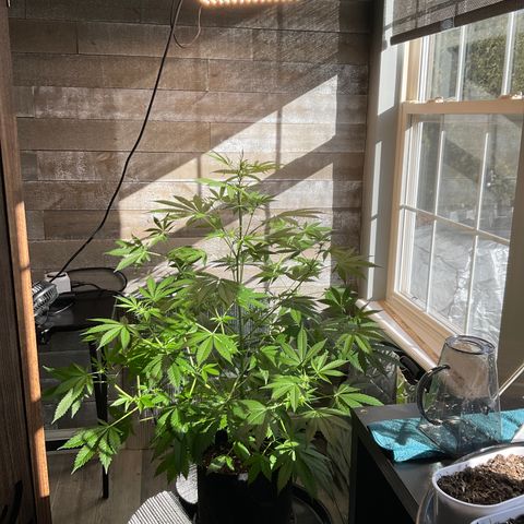 Watermelon Automatic growlog timeline photo