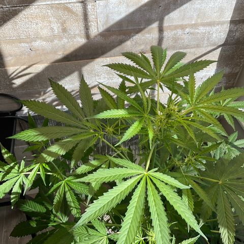 Watermelon Automatic growlog timeline photo