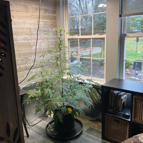 Watermelon Automatic growlog timeline photo