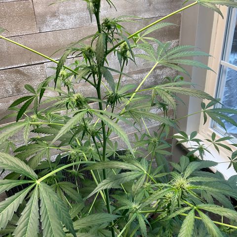 Watermelon Automatic growlog timeline photo