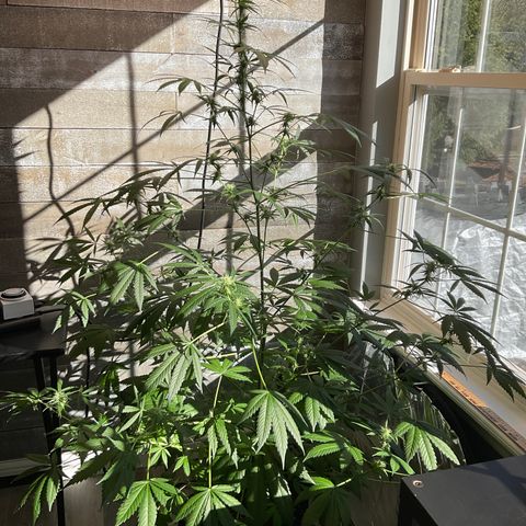Watermelon Automatic growlog timeline photo