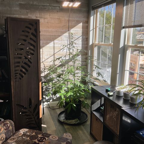 Watermelon Automatic growlog timeline photo