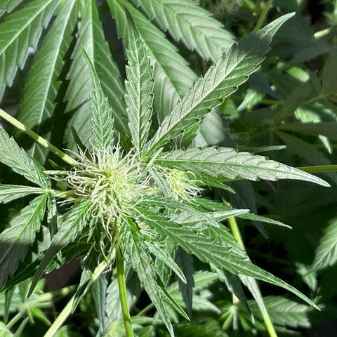 Watermelon Automatic growlog timeline photo