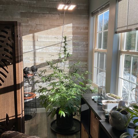 Watermelon Automatic growlog timeline photo