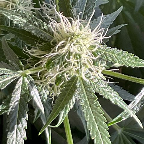 Watermelon Automatic growlog timeline photo