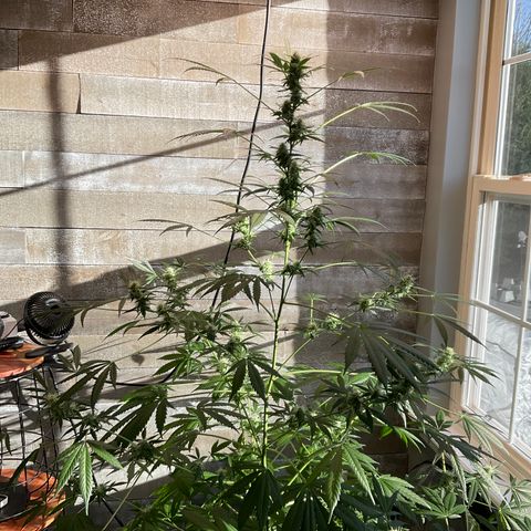 Watermelon Automatic growlog timeline photo