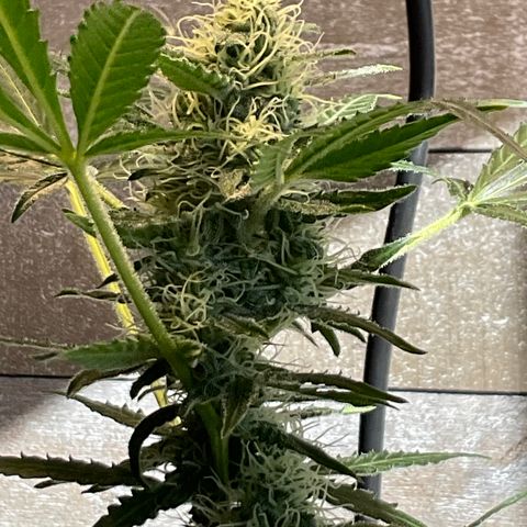 Watermelon Automatic growlog timeline photo