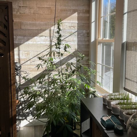 Watermelon Automatic growlog timeline photo