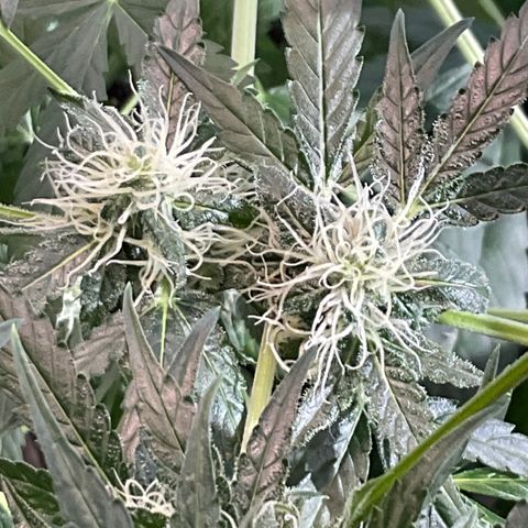 Watermelon Automatic growlog timeline photo