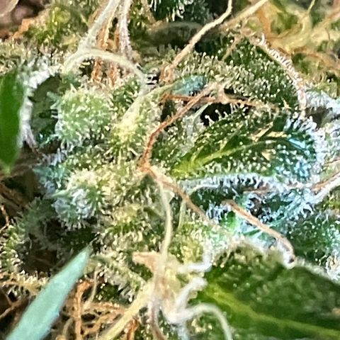 Watermelon Automatic growlog timeline photo