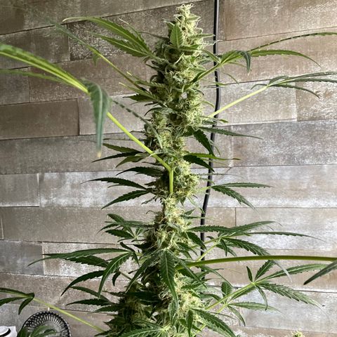 Watermelon Automatic growlog timeline photo