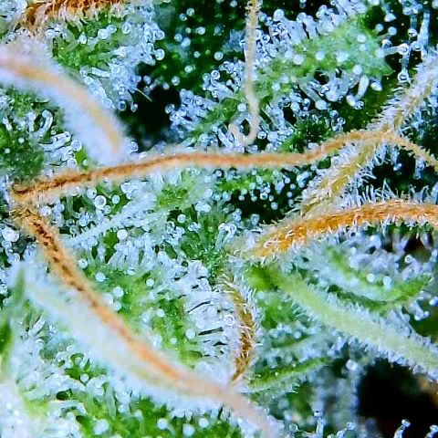 Watermelon Automatic growlog timeline photo