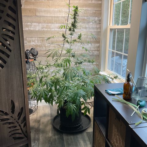 Watermelon Automatic growlog timeline photo