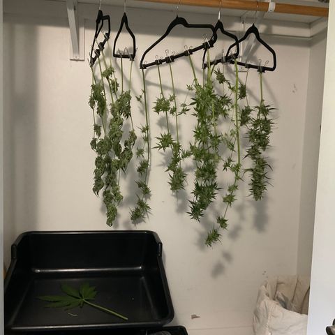 Watermelon Automatic growlog timeline photo