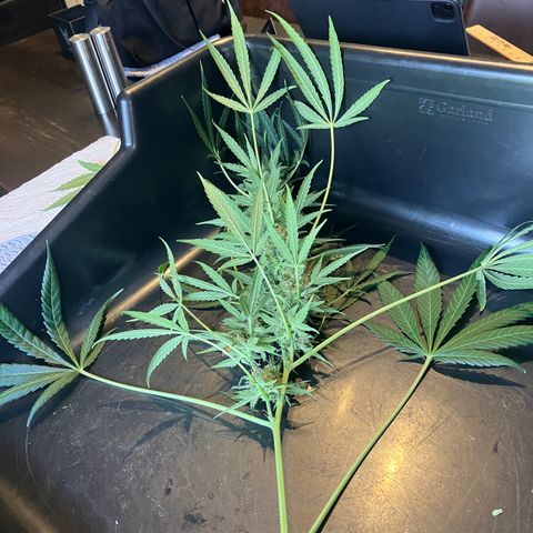 Watermelon Automatic growlog timeline photo