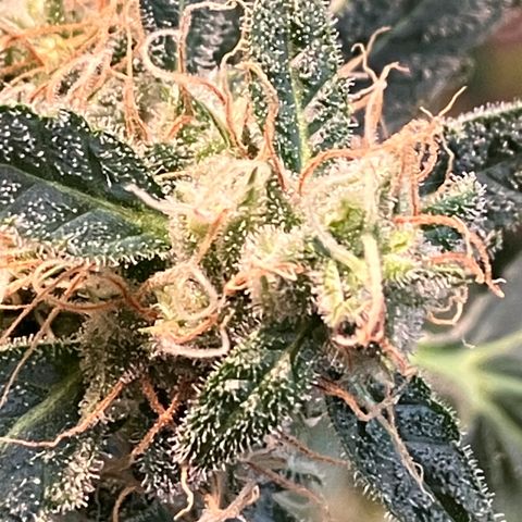 Watermelon Automatic growlog timeline photo