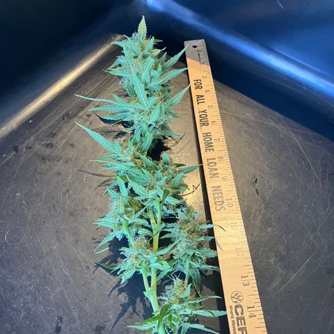 Watermelon Automatic growlog timeline photo