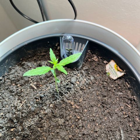 Royal Critical Automatic growlog timeline photo