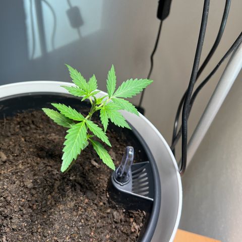 Royal Critical Automatic growlog timeline photo