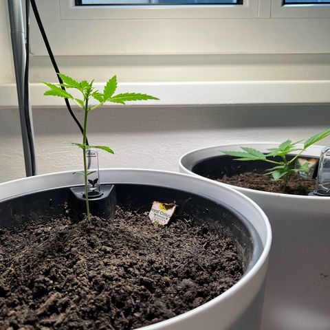 Royal Critical Automatic growlog timeline photo
