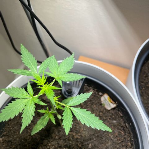 Royal Critical Automatic growlog timeline photo