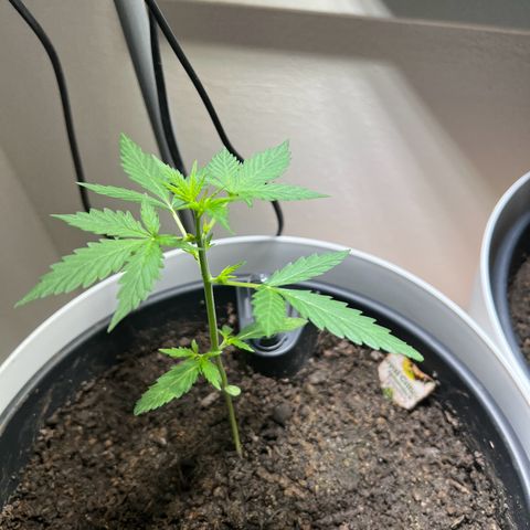 Royal Critical Automatic growlog timeline photo