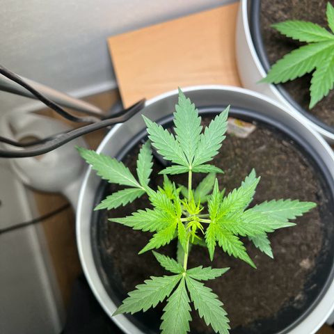 Royal Critical Automatic growlog timeline photo