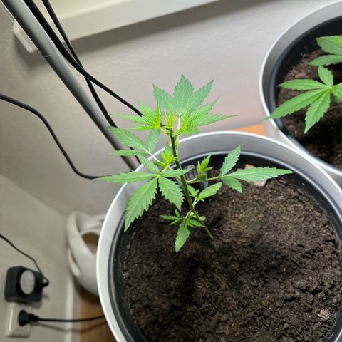 Royal Critical Automatic growlog timeline photo
