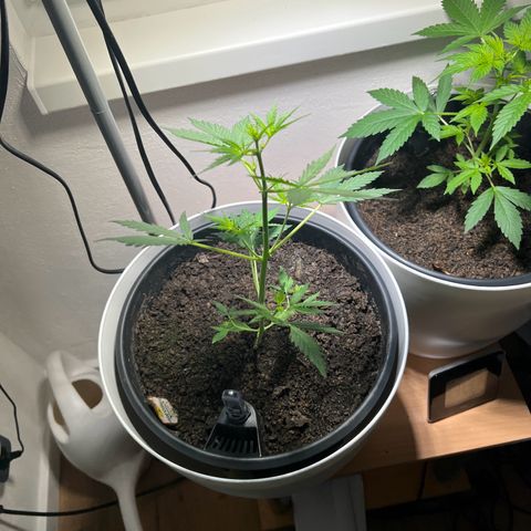 Royal Critical Automatic growlog timeline photo