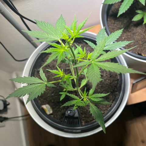 Royal Critical Automatic growlog timeline photo
