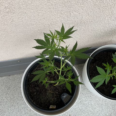Royal Critical Automatic growlog timeline photo