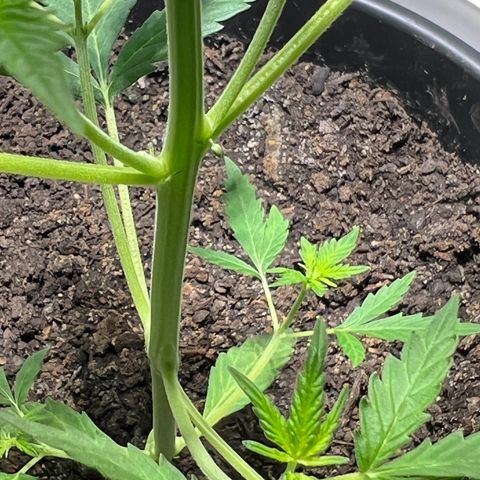Royal Critical Automatic growlog photo: Männliche Geschlechtsmerkmale!