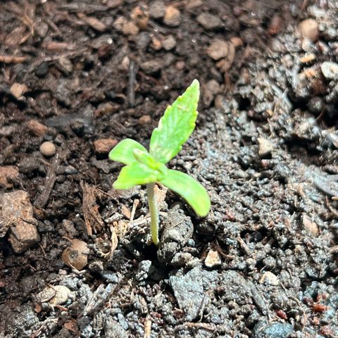 Milky Way growlog timeline photo
