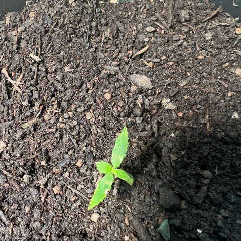 Milky Way growlog timeline photo