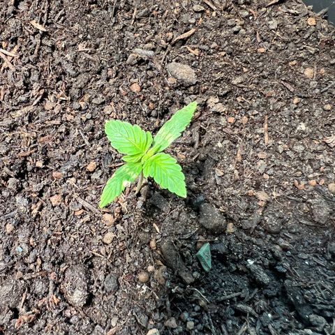 Milky Way growlog timeline photo