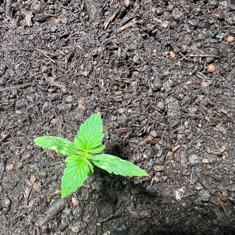 Milky Way growlog timeline photo