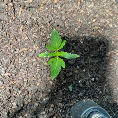 Milky Way growlog timeline photo