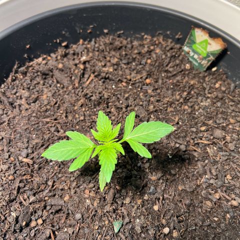 Milky Way growlog timeline photo