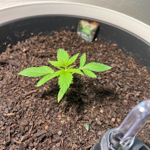Milky Way growlog timeline photo
