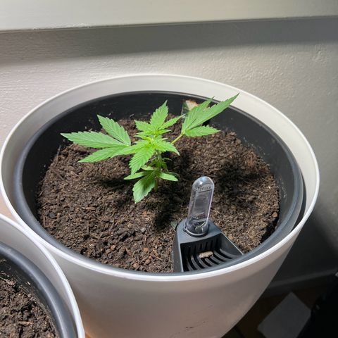 Milky Way growlog timeline photo