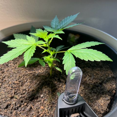 Milky Way growlog timeline photo