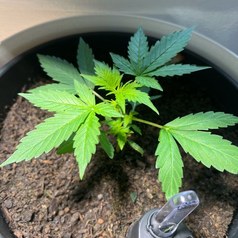 Milky Way growlog timeline photo